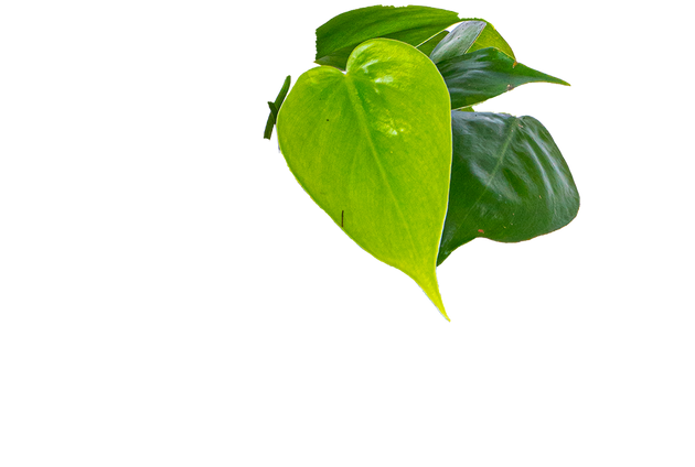 philodendron cordatum toxic Philodendron Cordatum | Green Heartleaf | 4" Pot | Easy Care Houseplant
