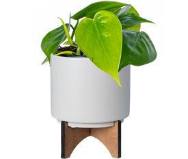 Philodendron Cordatum (S) | Green Heartleaf