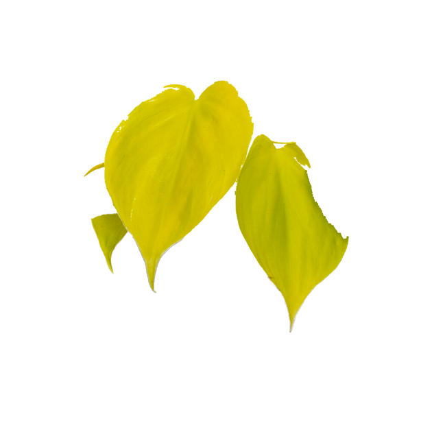 philodendron cordatum lemon care Philodendron Cordatum | Lemon Lime Heartleaf | 4" Pot | Easy Care  Houseplant