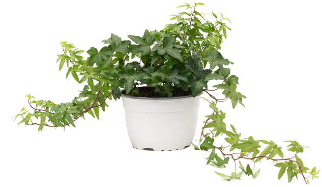Hedera | Green Ivy | 6