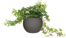 Hedera Helix (M) | Variegated English Ivy