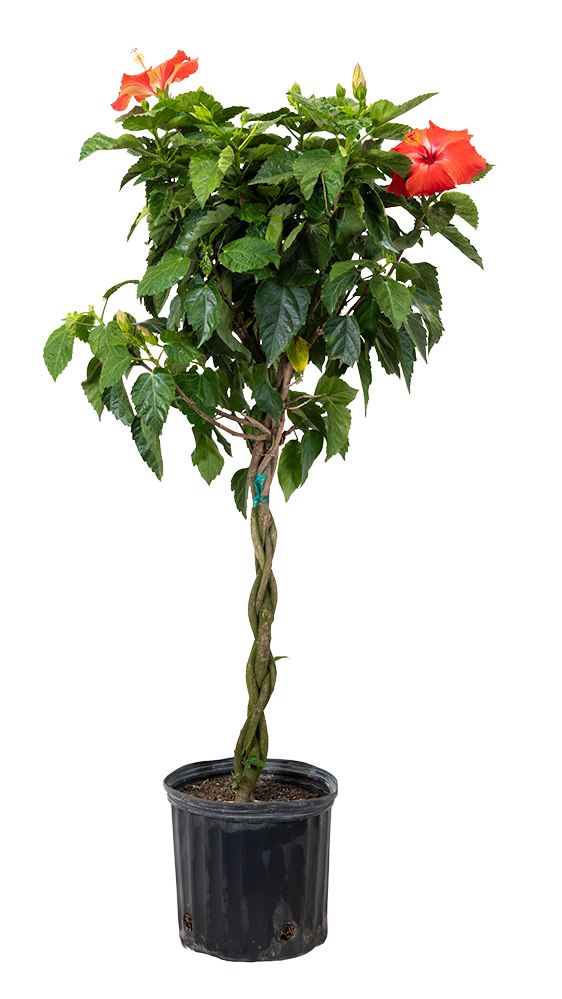 Hibiscus (XL)