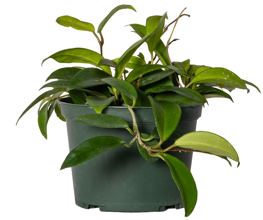 Hoya Green Carnosa | Wax Plant (M)