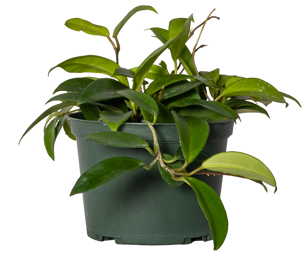 Hoya Green Carnosa | Wax Plant (M)