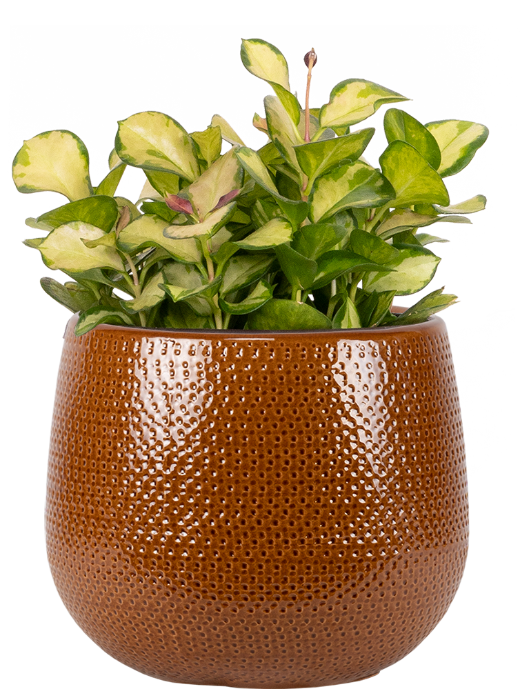 Hoya Australis Lisa Wax Plant 6" Pot Pet Friendly And Easy Care