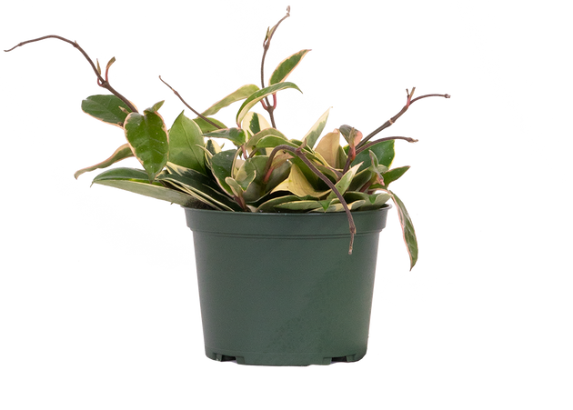 Hoya Carnosa Krimson Queen | Wax Plant | 6