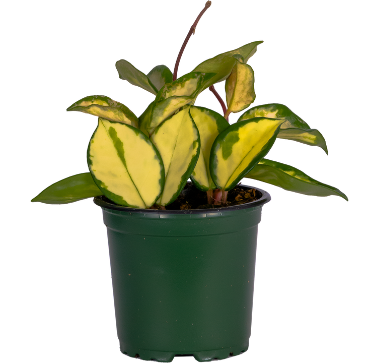 Hoya Carnosa Tricolor | Wax Plant (S)