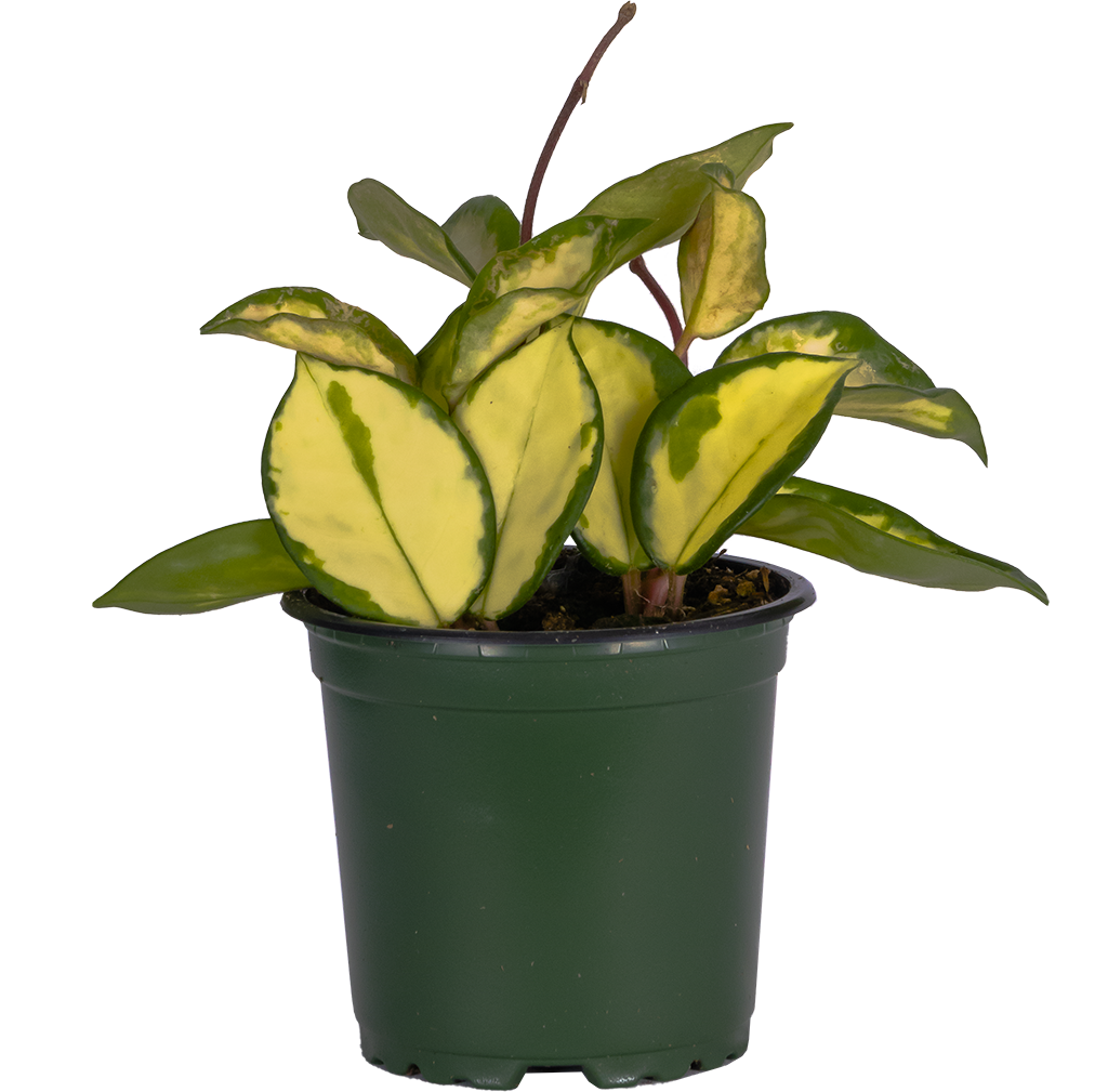 Hoya Carnosa Tricolor | Wax Plant (S)
