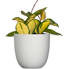 Hoya Carnosa Tricolor | Wax Plant (S)