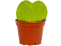 Hoya Kerrii | Heartleaf Hoya (XS)
