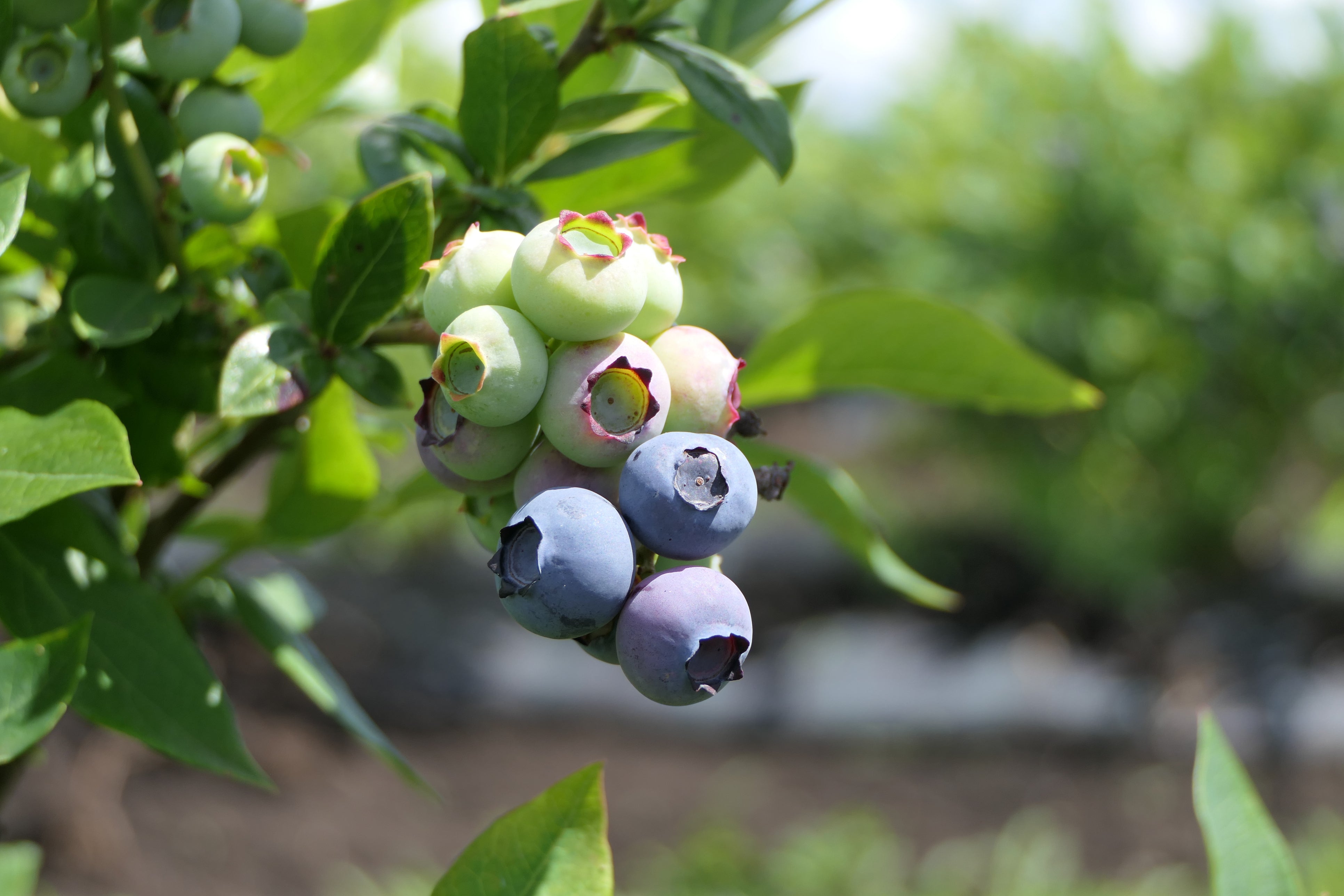 Vaccinium Corymbosum | Highbush Blueberry Duke | | Garden Plant