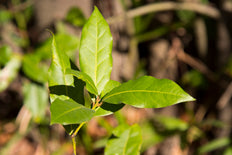 Laurus Nobilis | Bay Laurel (S)