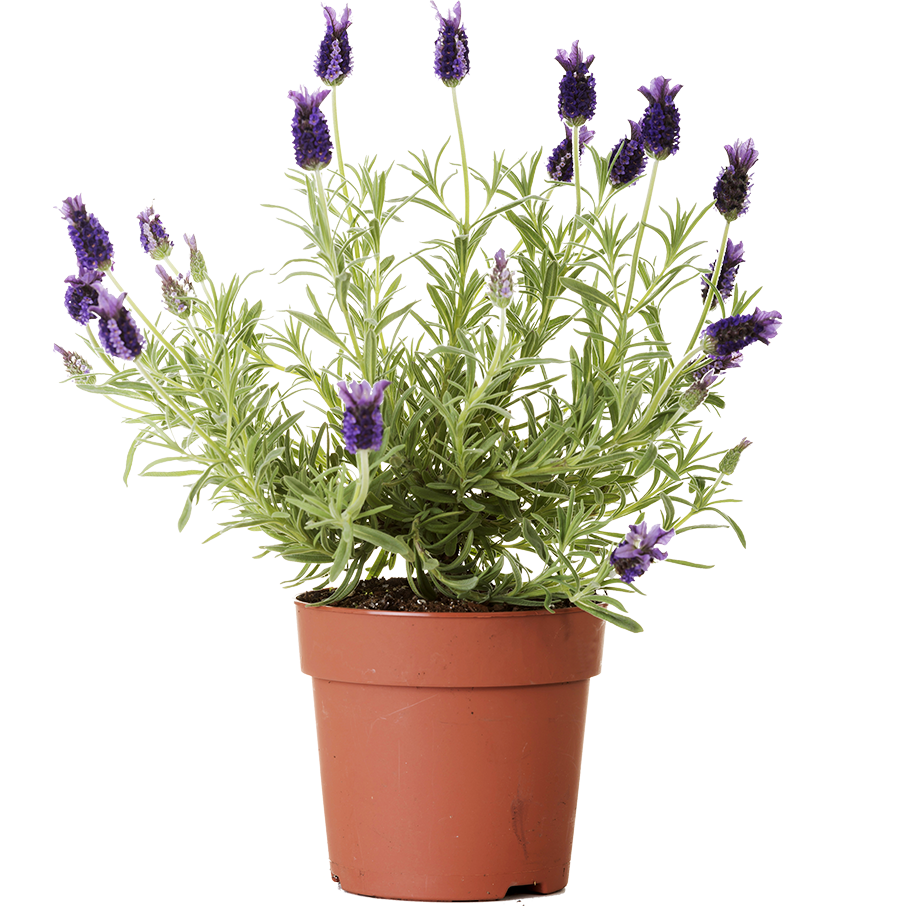 Lavandula Stoechas | French Lavender | 4