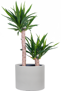joshua tree indoor plant Joshua Tree Cane Yucca | 8" Pot | Easy Care Houseplant