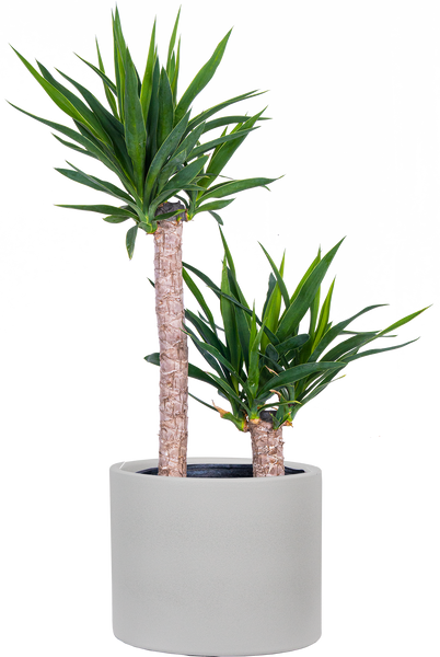 premium yucca cane plant Joshua Tree Cane Yucca | 10" Pot | Easy Care Houseplant