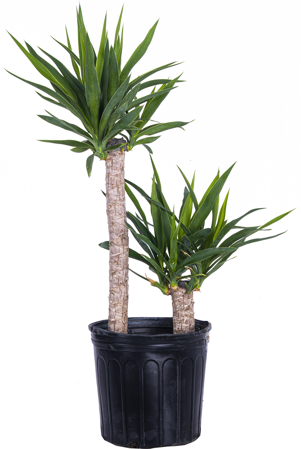 Joshua Tree Cane Yucca 2 Canes (XL)