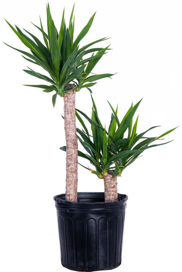 yucca plant canada Joshua Tree Cane Yucca | 10" Pot | Easy Care Houseplant