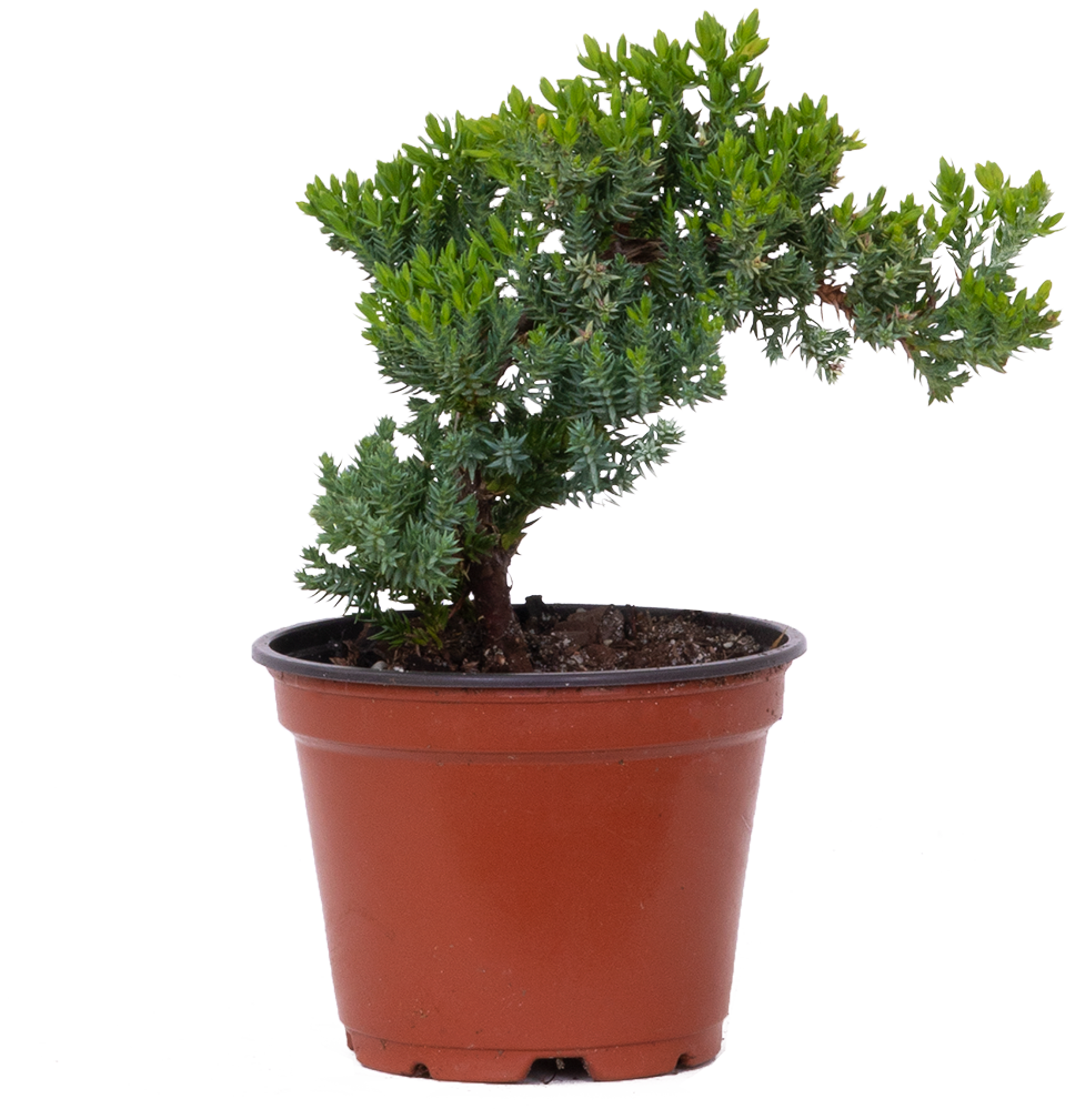Juniper Bonsai Tree (S)