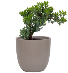 Juniper Bonsai Tree (S)