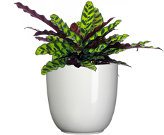 Calathea Lancifolia | Rattlesnake (L)