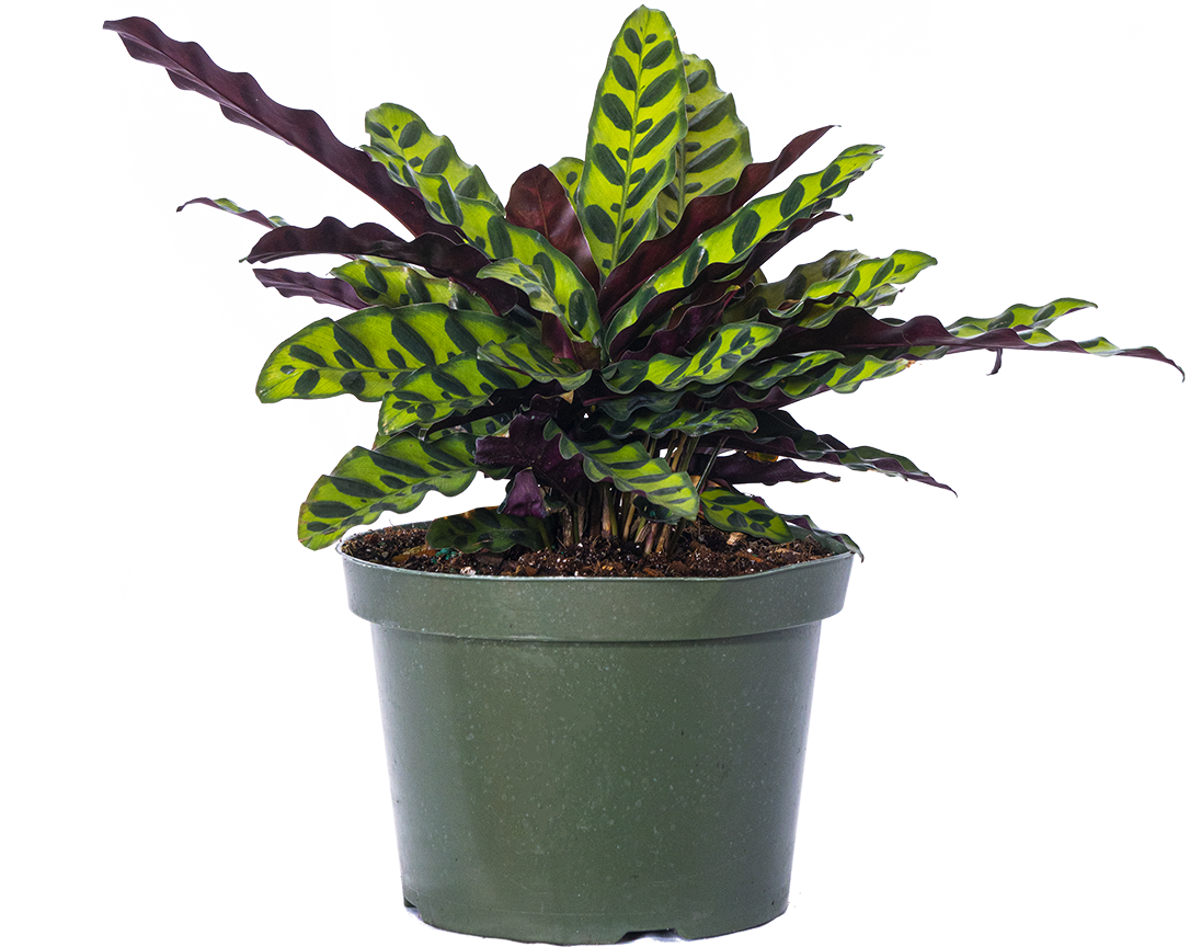 Calathea Lancifolia | Rattlesnake (L)