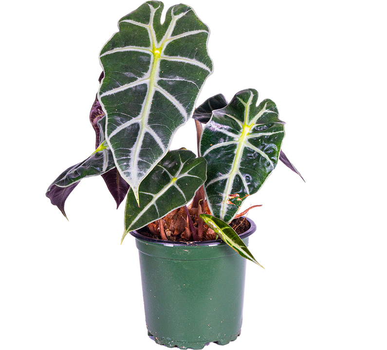 Alocasia Amazonica | African Mask (S)
