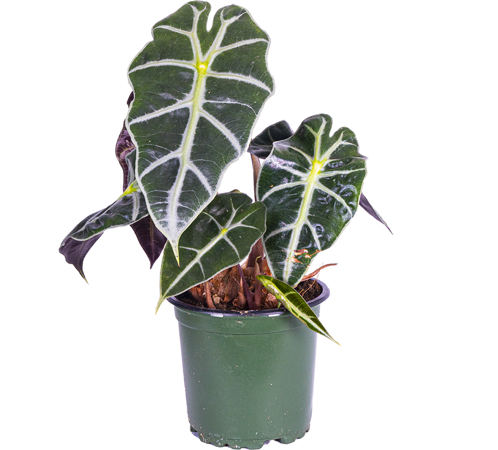 Alocasia Amazonica (S)