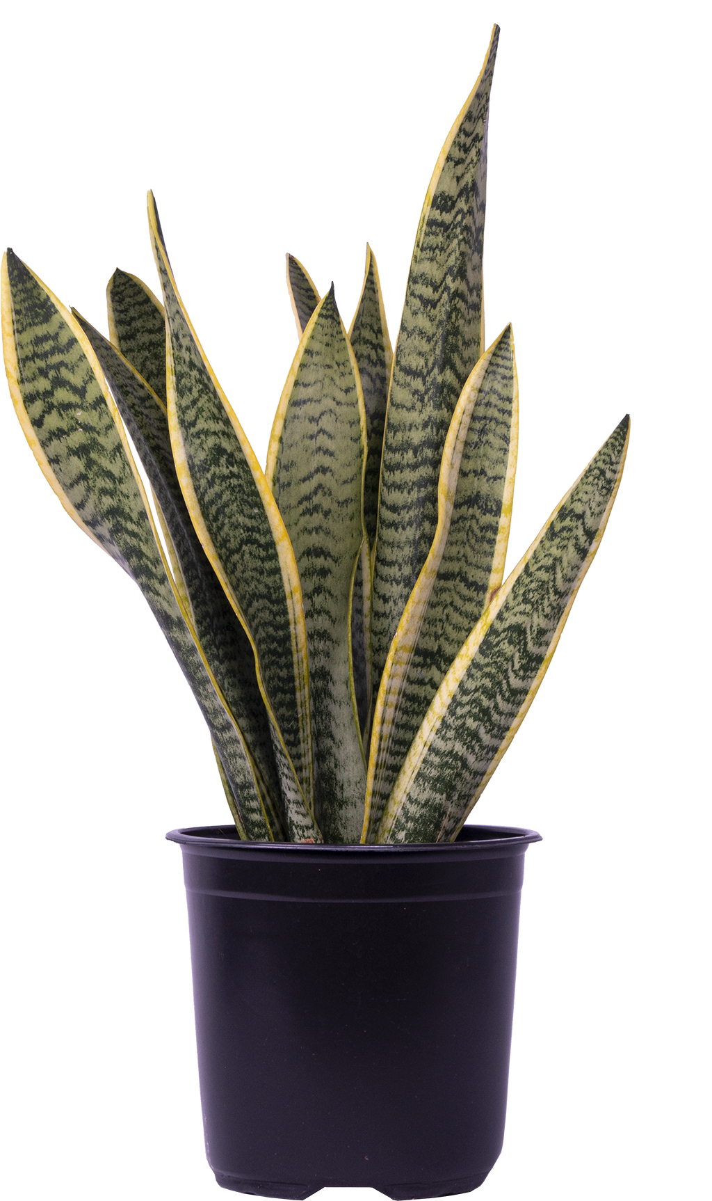 Sansevieria Laurentii | Snake Plant (L)