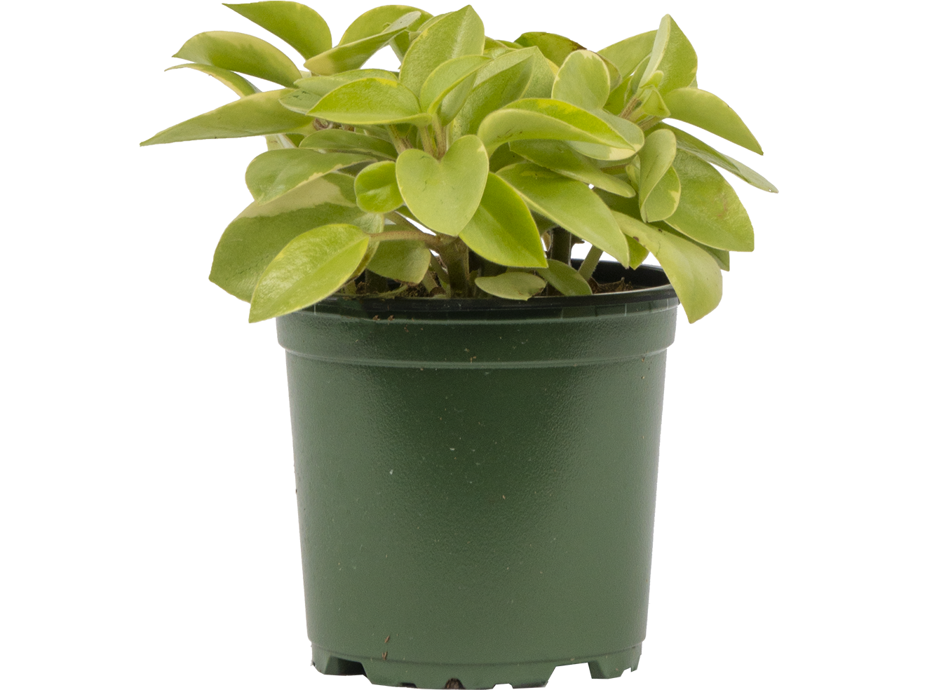 Peperomia Orba Astrid (S)