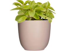 Peperomia Orba Astrid (S)