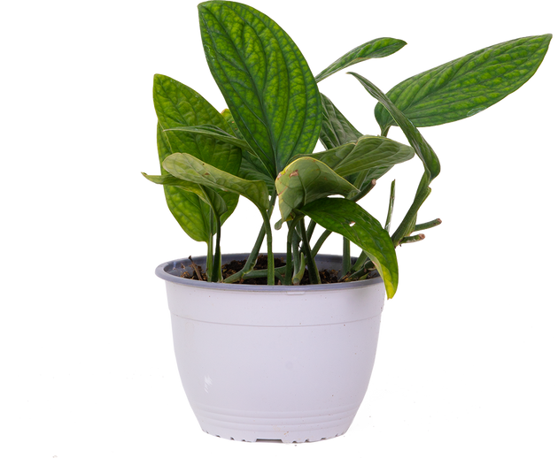 peru monstera plant care Monstera Karstenianum | Peru | 8" Pot | Easy Care Houseplant