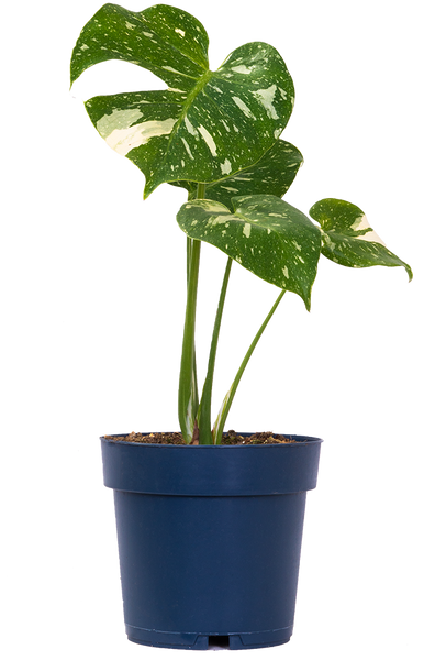 Thai Constellation Monstera Deliciosa (L) | Variegated Swiss Cheese Plant