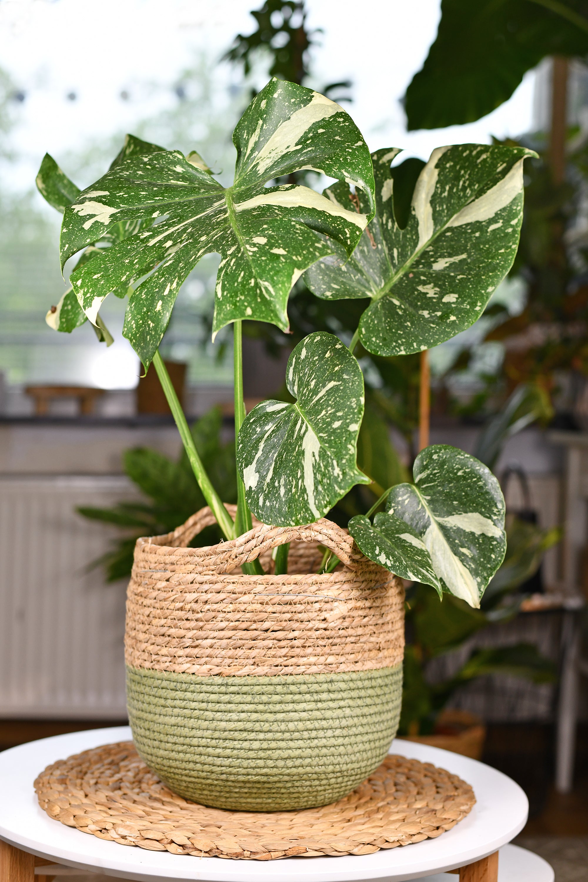 Thai Constellation Monstera Deliciosa | Variegated Swiss