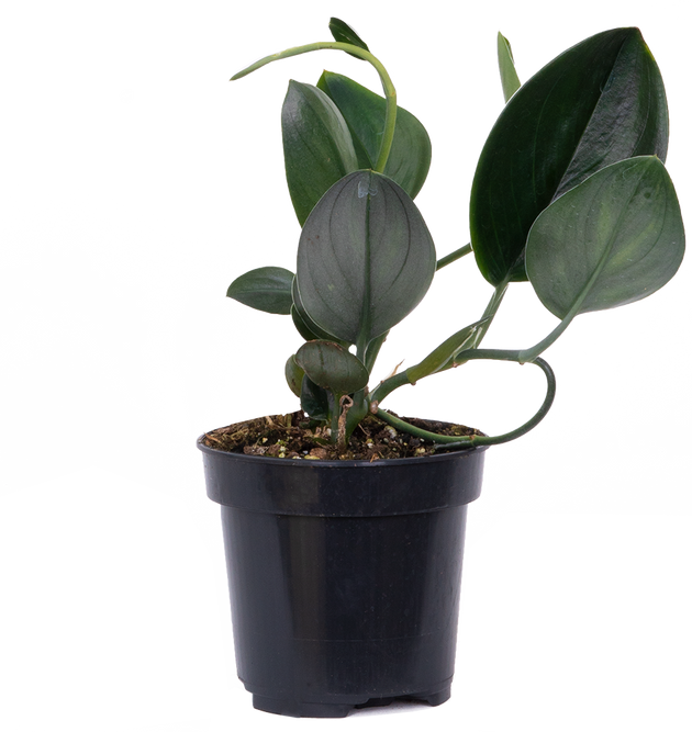 pothos dark form Scindapsus Treubii | Nearly Black Pothos | 4" Pot | Easy Care Houseplant