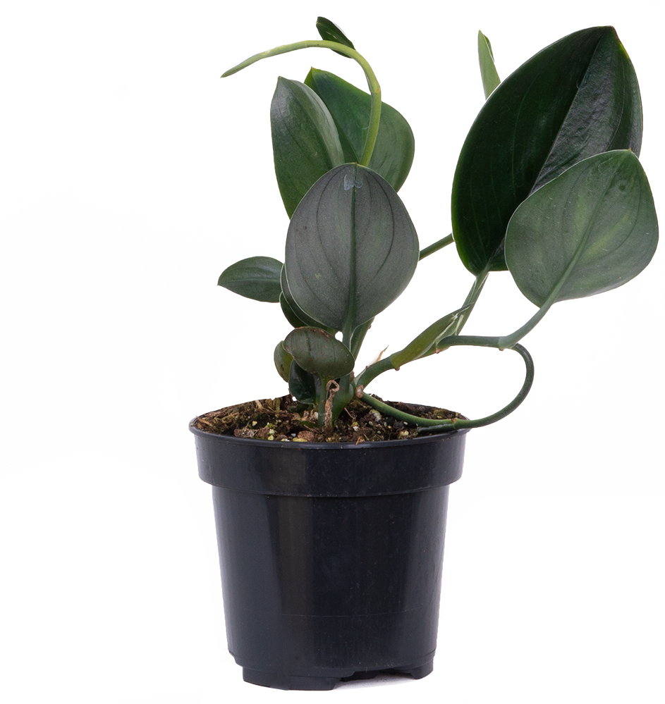 Scindapsus Treubii | Nearly Black Pothos (S)