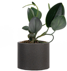 Scindapsus Treubii | Nearly Black Pothos (S)