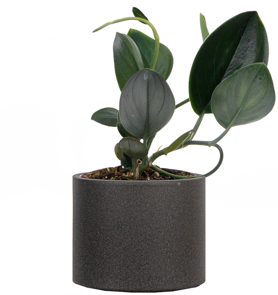 nearly-black-pothos-