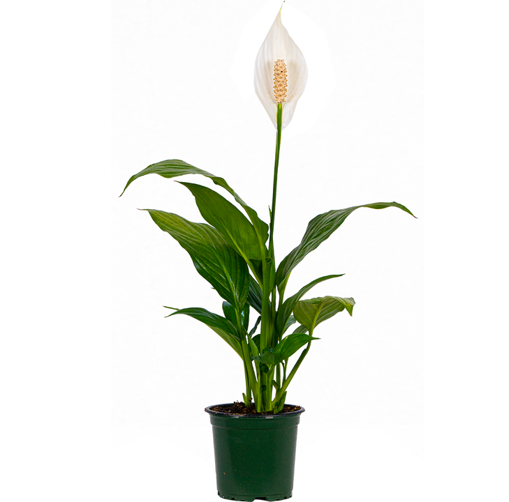 Peace Lily | Spathiphyllum (S)