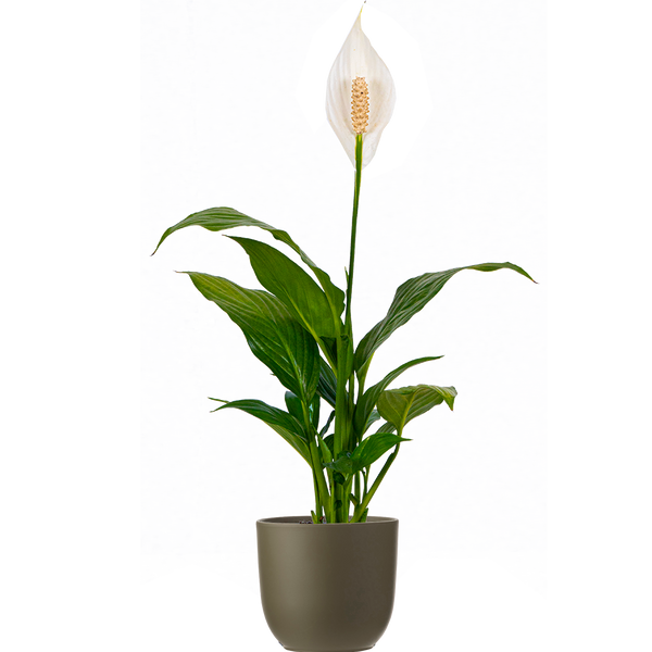 peace lily 是什么花 Peace Lily | Spathiphyllum | 4