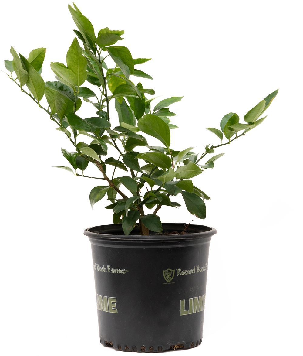 Citrus Persian Lime (XL)