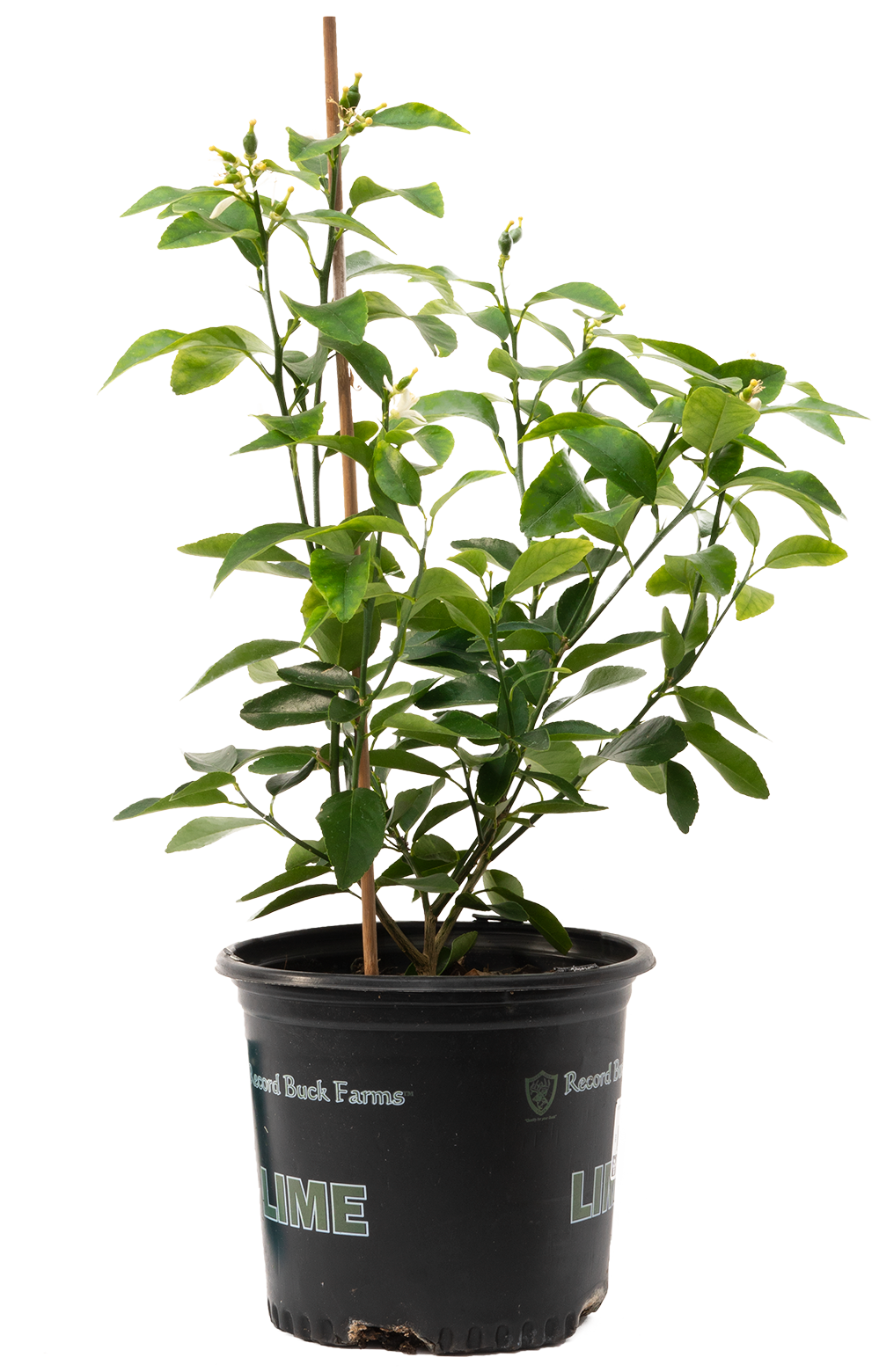 Citrus Persian Lime (L)