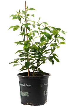 Citrus Persian Lime (L)