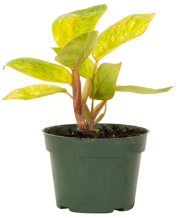 philodendron catherine Philodendron Painted Lady | 4" Pot | Easy Care Houseplant