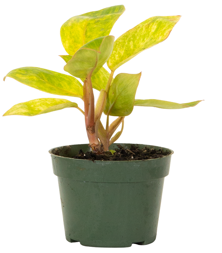 Philodendron Painted Lady (S)