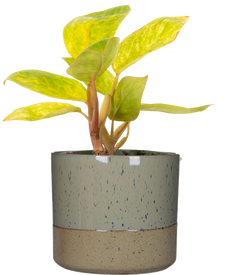 Philodendron Painted Lady (S)