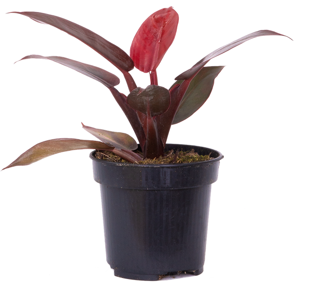 how to care for rare red sun philodendron Philodendron Red Sun | 4" Pot | Easy Care Houseplant