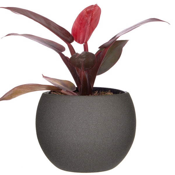 how to care for red sun philodendron Philodendron Red Sun | 4" Pot | Easy Care Houseplant