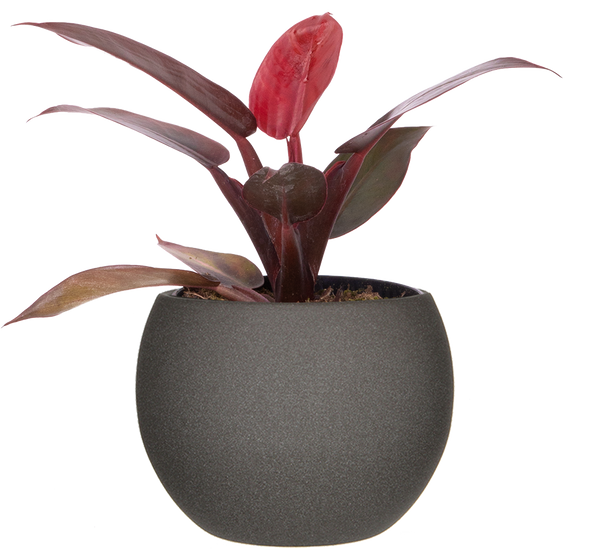 sun red philodendron Philodendron Red Sun | 4" Pot | Easy Care Houseplant
