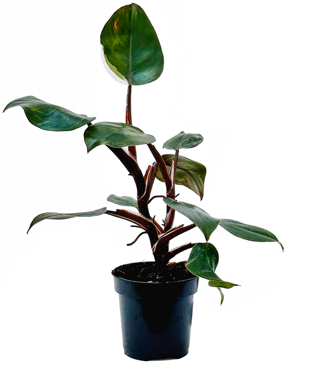 black knight philodendron price Philodendron White Knight | 4" Pot | Easy Care Houseplant