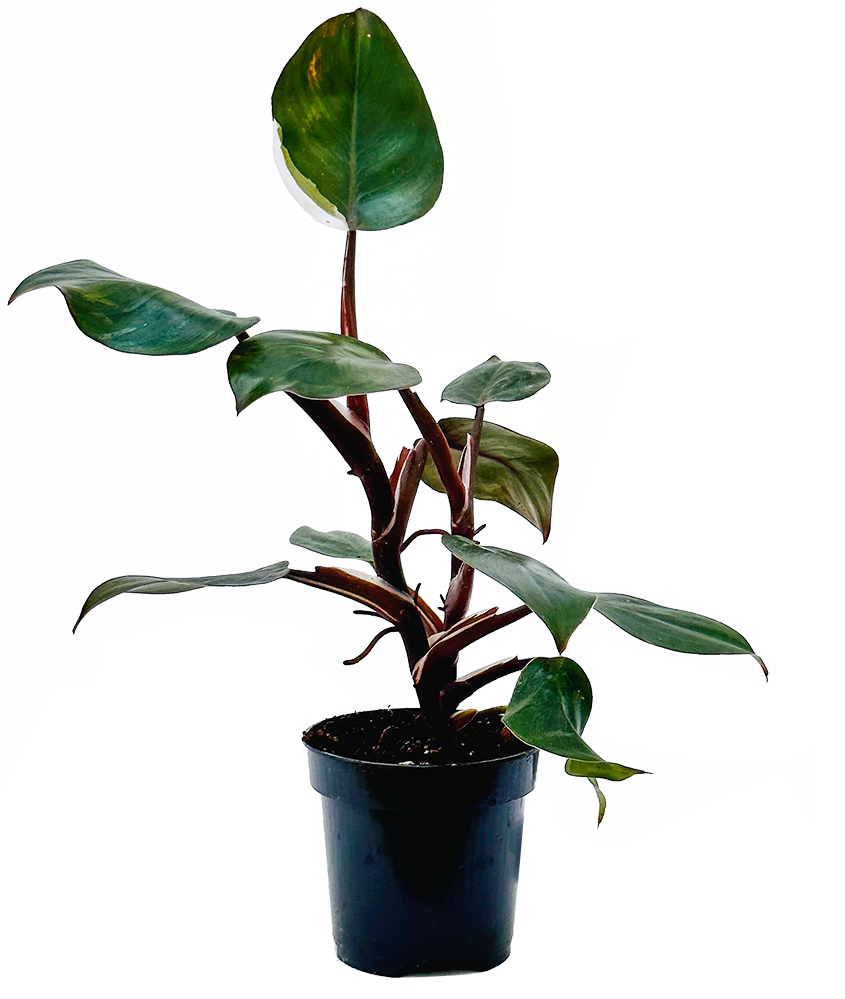 Philodendron White Knight (S)